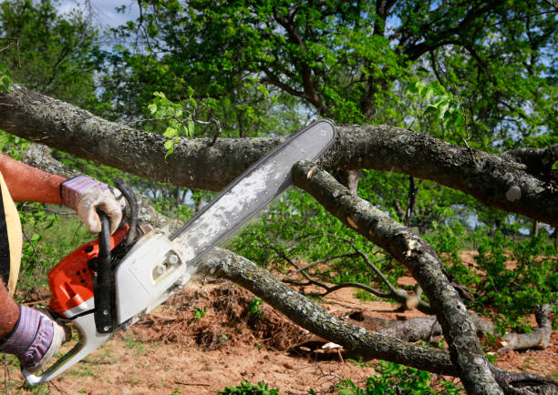 Best Residential Tree Removal  in Bishop, CA